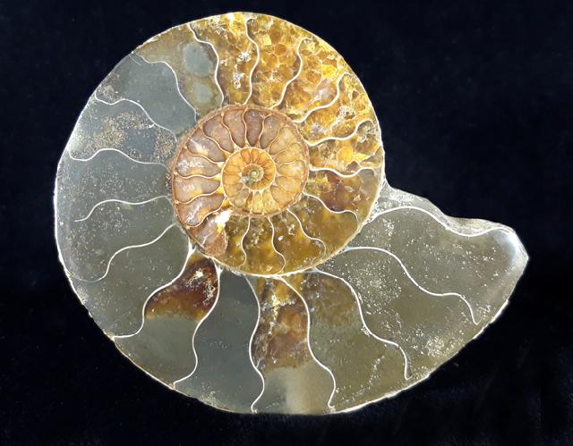 Cleoniceras (Grycia) besairiei COLLIGNON 1949 - Bild © FossNet FossilienStore